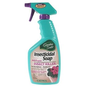 natural insecticide