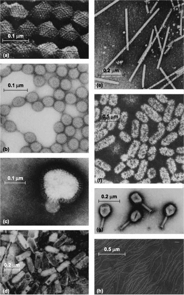 m13 bacteriophages