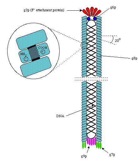 m13 bacteriophages