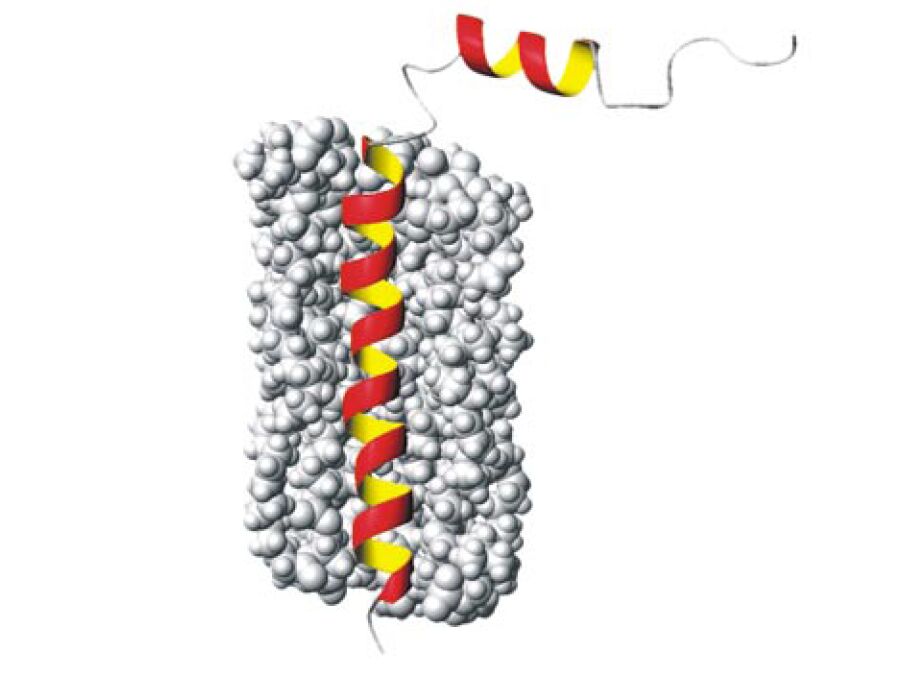 m13 protein