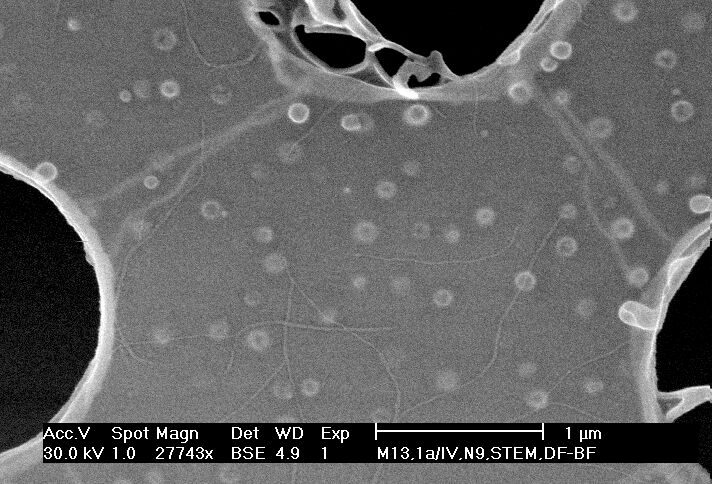 m13 bacteriophages