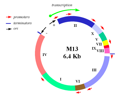 m13 protein