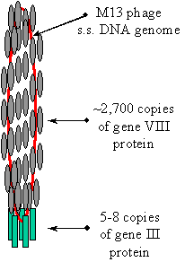 m13 protein