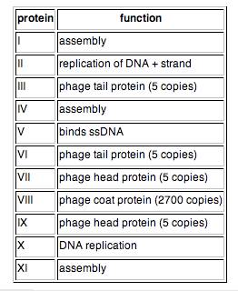 m13 protein