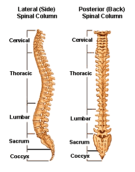 cervical c7