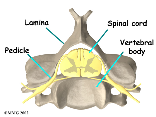 cervical c7