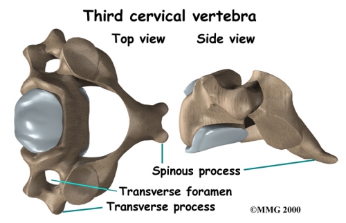 cervical c7