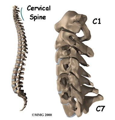 cervical c7