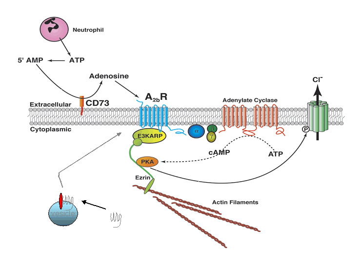 a2b receptors