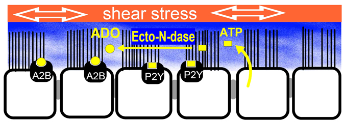 a2b receptors