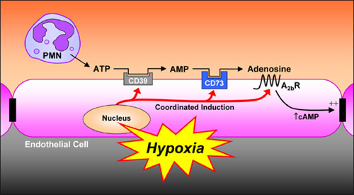 a2b receptors