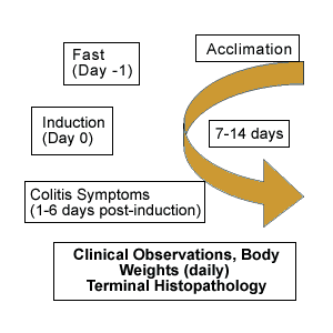 ibd colitis