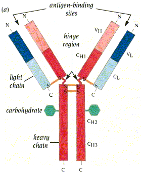 immunoglobulin