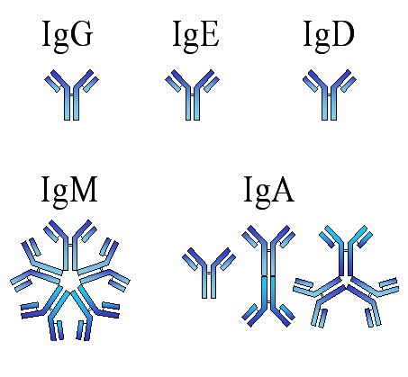 immunoglobulin