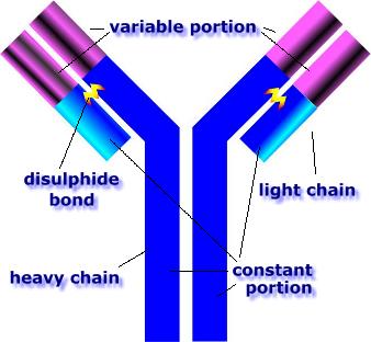 immunoglobulin