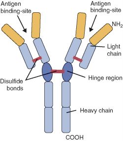 immunoglobulin