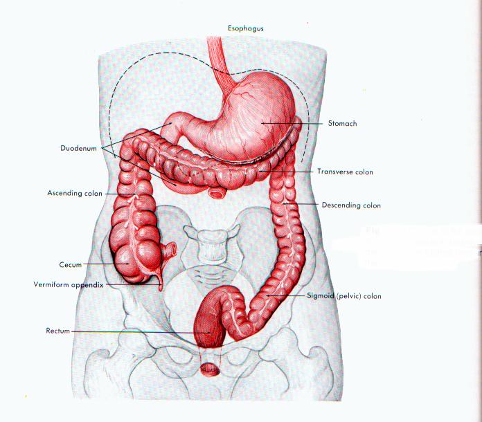 ibd pregnancy