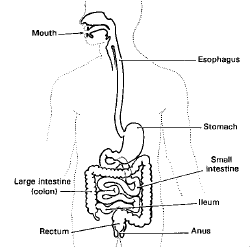 ibd pregnancy