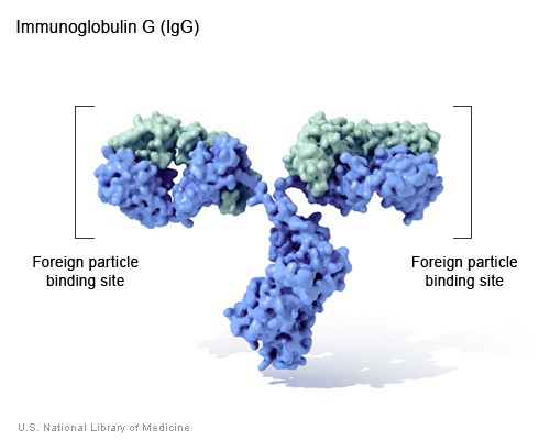 immunoglobulin