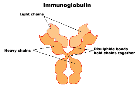 immunoglobulin