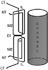 connexin 30